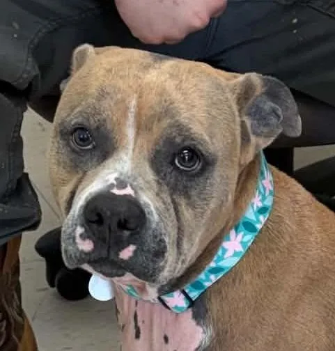 A young medium-sized female Pit Bull Terrier dog named Sadie for adoption in Waverly, TN