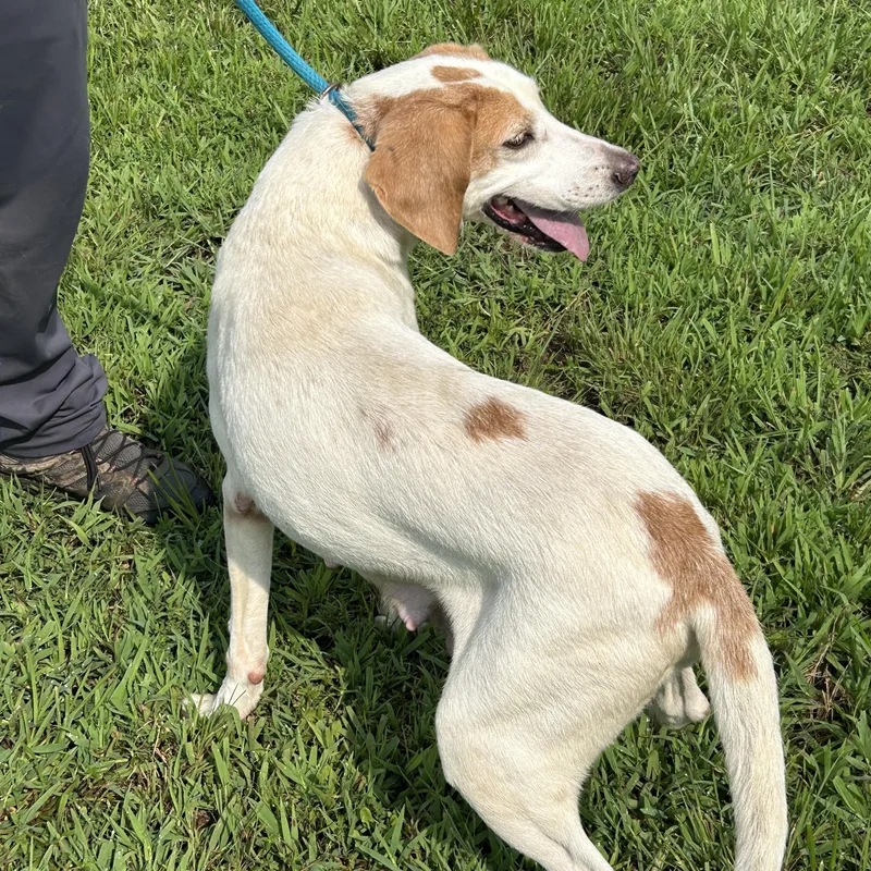 An adult medium-sized female Apricot / Beige Hound dog named Lisa for adoption in Charles City, VA