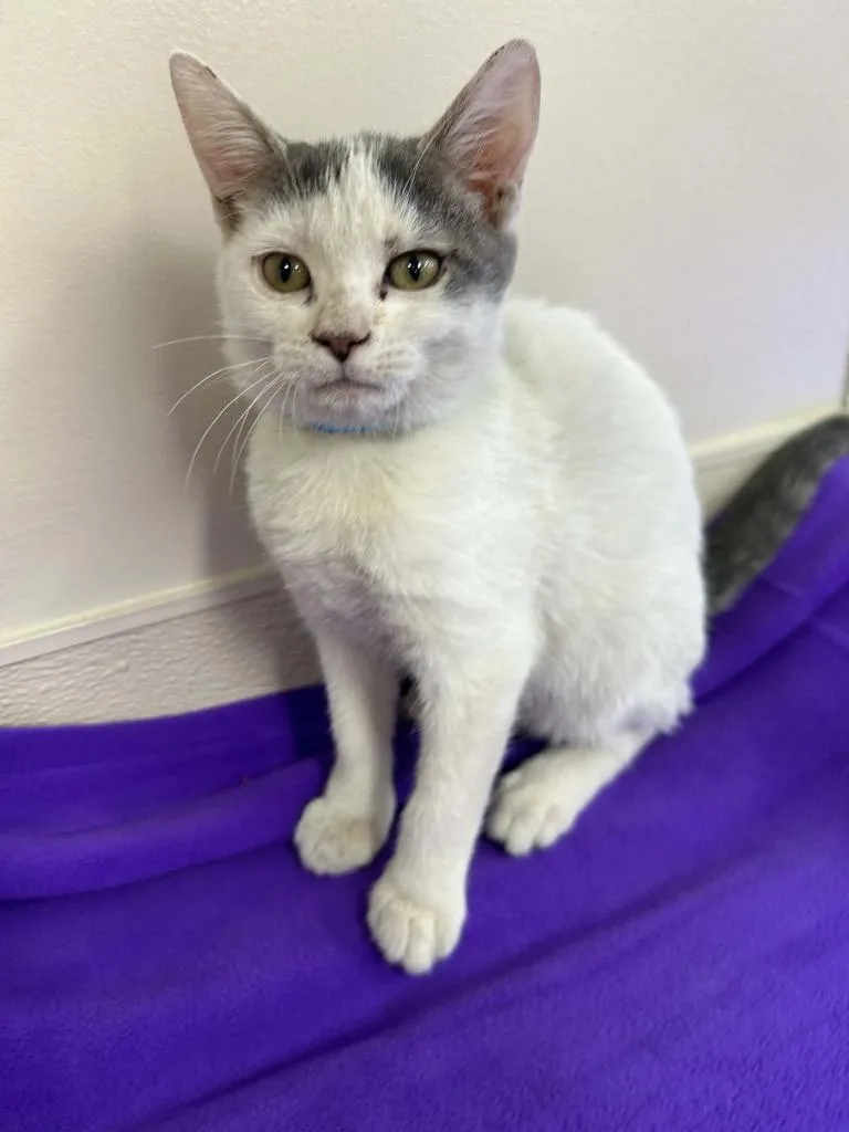 A baby small-sized male Domestic Short Hair cat named Darnel for adoption in Lavonia, GA