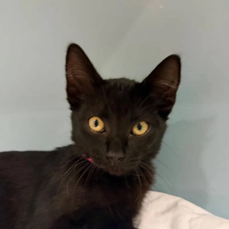 A baby small-sized female Black Domestic Short Hair cat named Black Widow for adoption in Chattanooga, TN