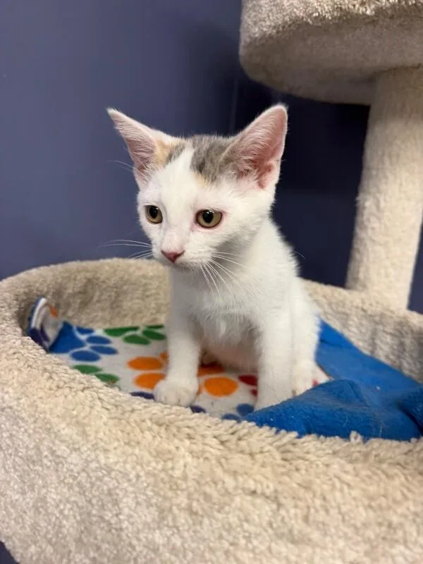 A baby medium-sized female White Domestic Short Hair cat named Audra for adoption in Belton, MO