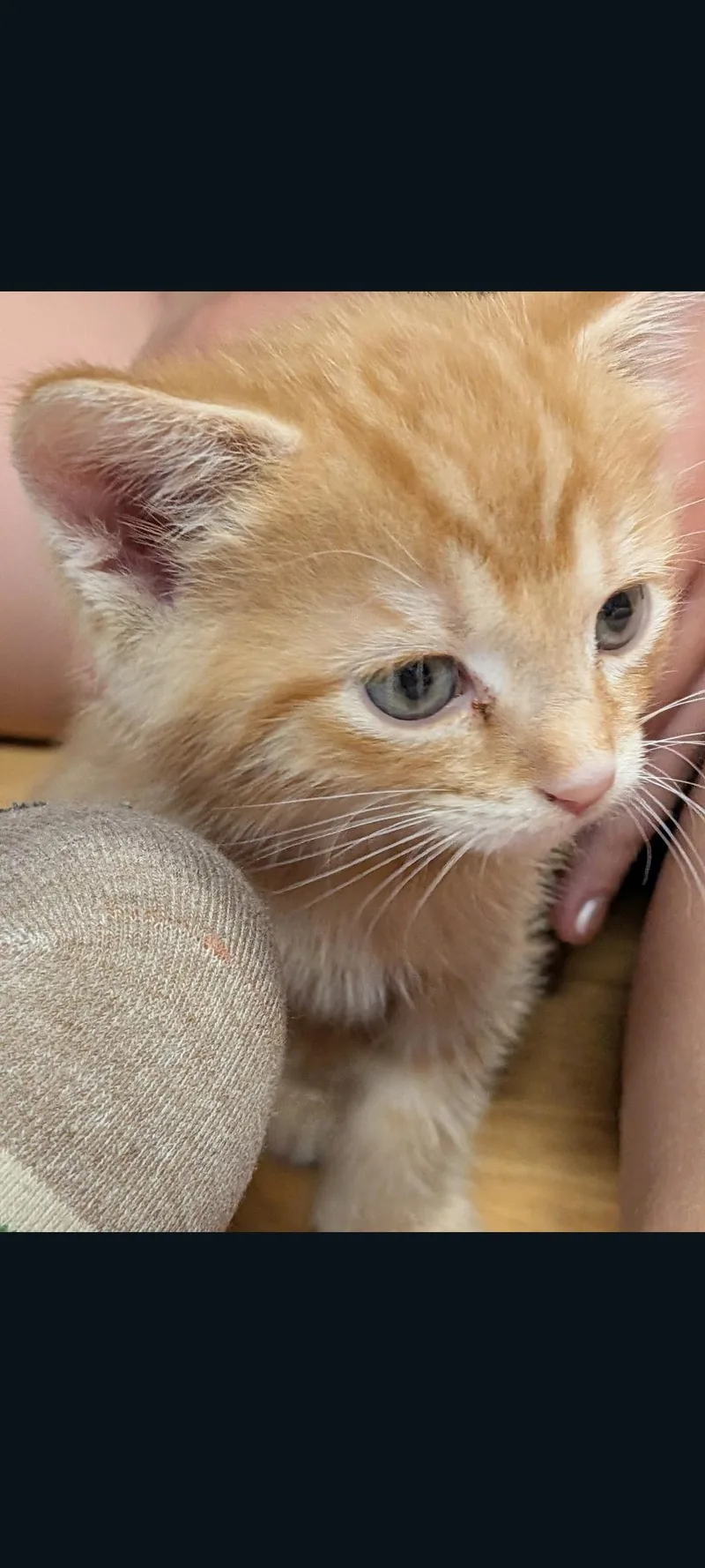 A baby medium-sized male Orange & White Domestic Short Hair cat named Firestar for adoption in Lewis Center, OH