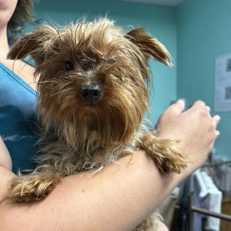 An adult small-sized male Yellow / Tan / Blond / Fawn Yorkshire Terrier dog named Zippy for adoption in Cleveland, TN