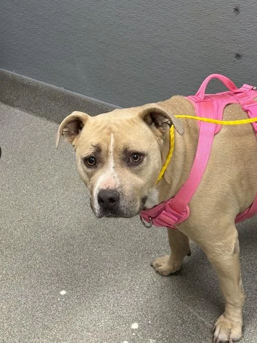 An adult large-sized female Pit Bull Terrier dog named Wetta for adoption in Las Vegas, NV