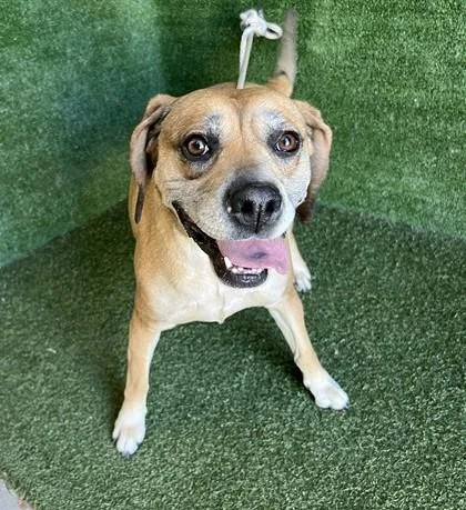 An adult medium-sized female Beagle dog named Dani  Bonded Pair for adoption in Canoga Park, CA