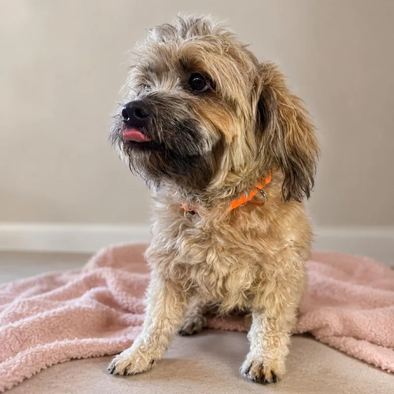 A young small-sized male Yellow / Tan / Blond / Fawn Terrier dog named Seymour for adoption in Sonoma, CA