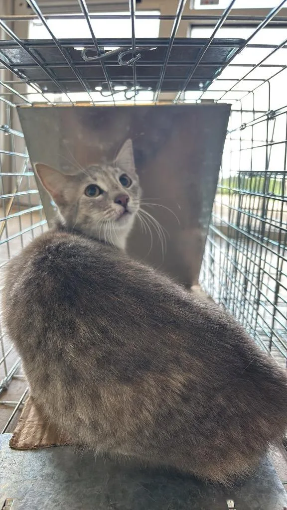 Duarte Feral