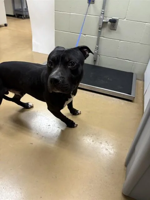 An adult medium-sized male Pit Bull Terrier dog named Micah for adoption in Minneapolis, MN