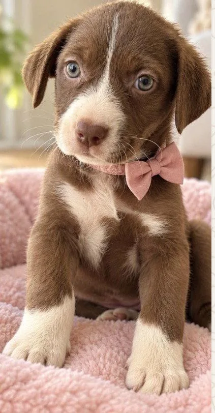 Hershey thumbnail 3