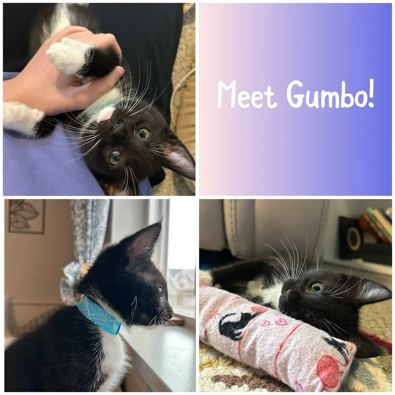 A baby small-sized male Black & White / Tuxedo Domestic Short Hair cat named Gumbo for adoption in Newberg, OR