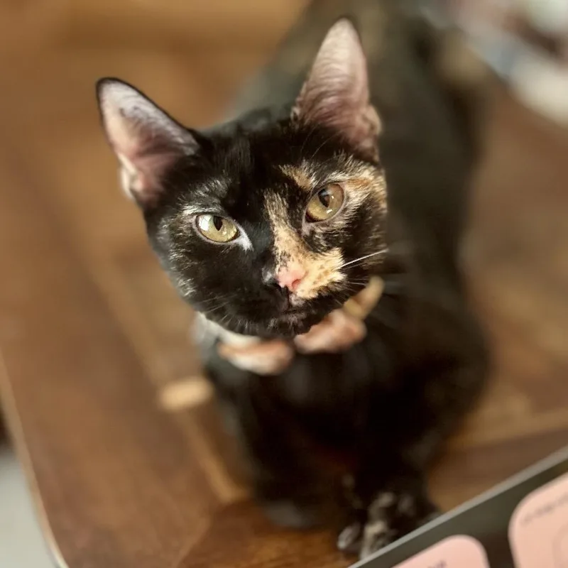 An adult small-sized female Tortoiseshell Domestic Short Hair cat named Sasha for adoption in Philadelphia, PA