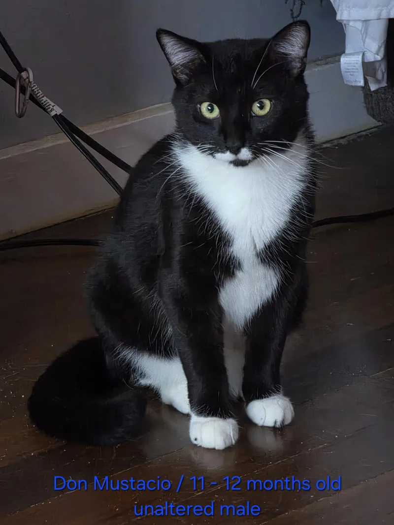 A young medium-sized male Black & White / Tuxedo Tuxedo cat named Don Mustacio FFC for adoption in Omaha, NE