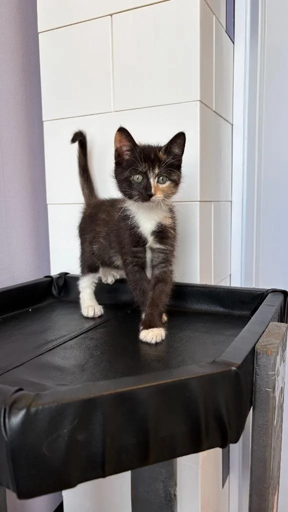 A baby small-sized female Calico cat named Olive for adoption in Lewisville, TX