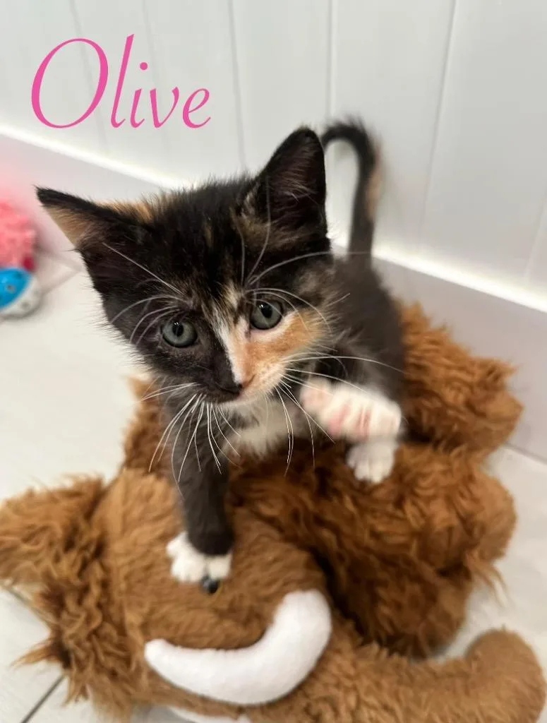Olive thumbnail 2