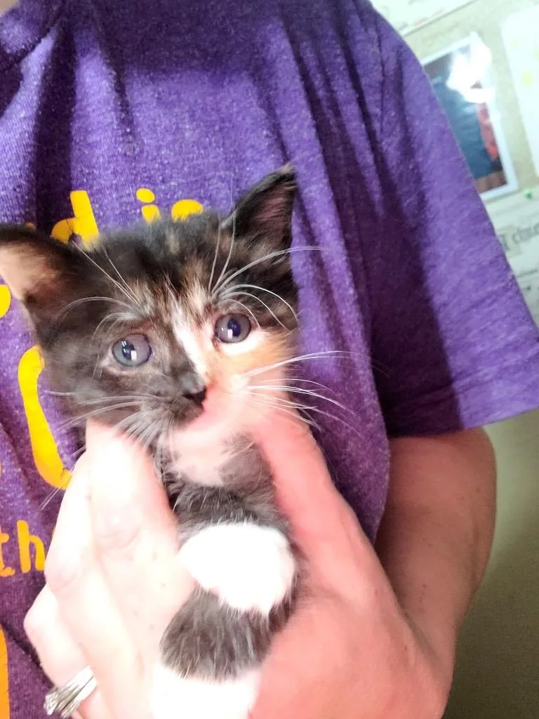 Olive thumbnail 3