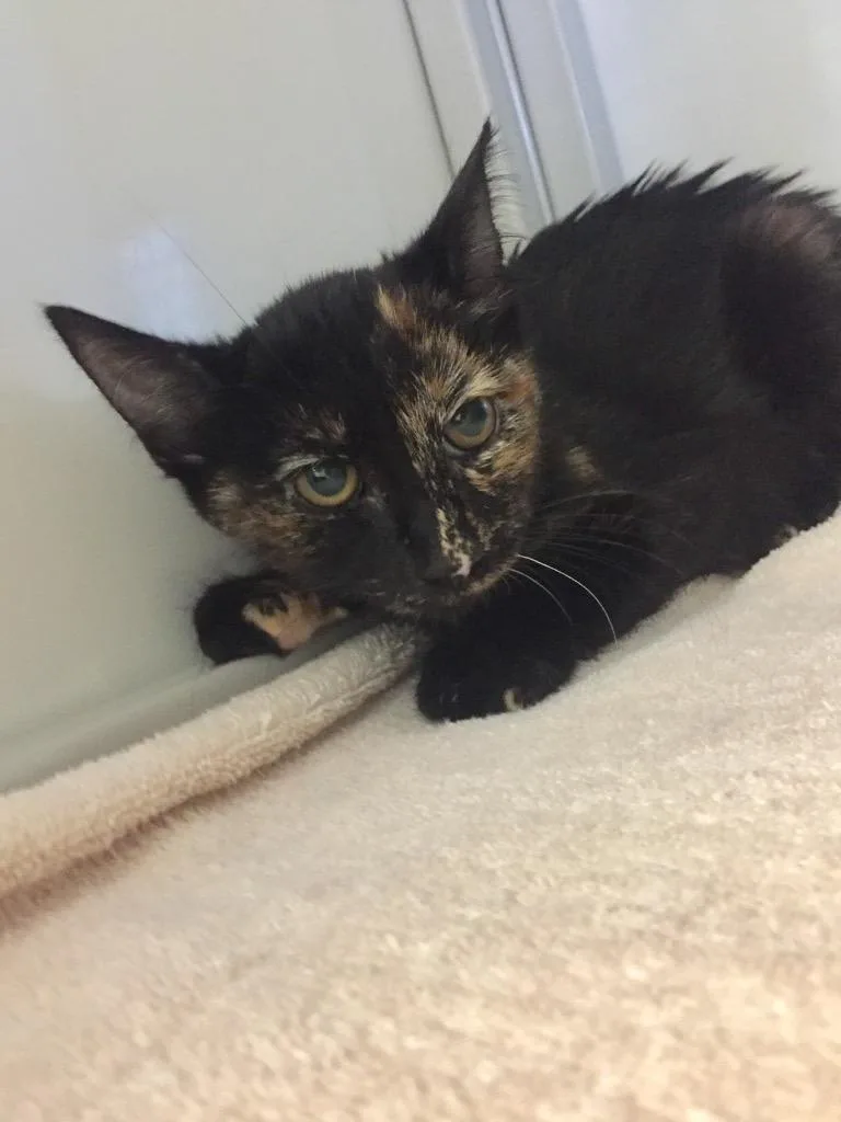 A baby medium-sized female Domestic Short Hair cat named Blenny for adoption in Peoria, AZ
