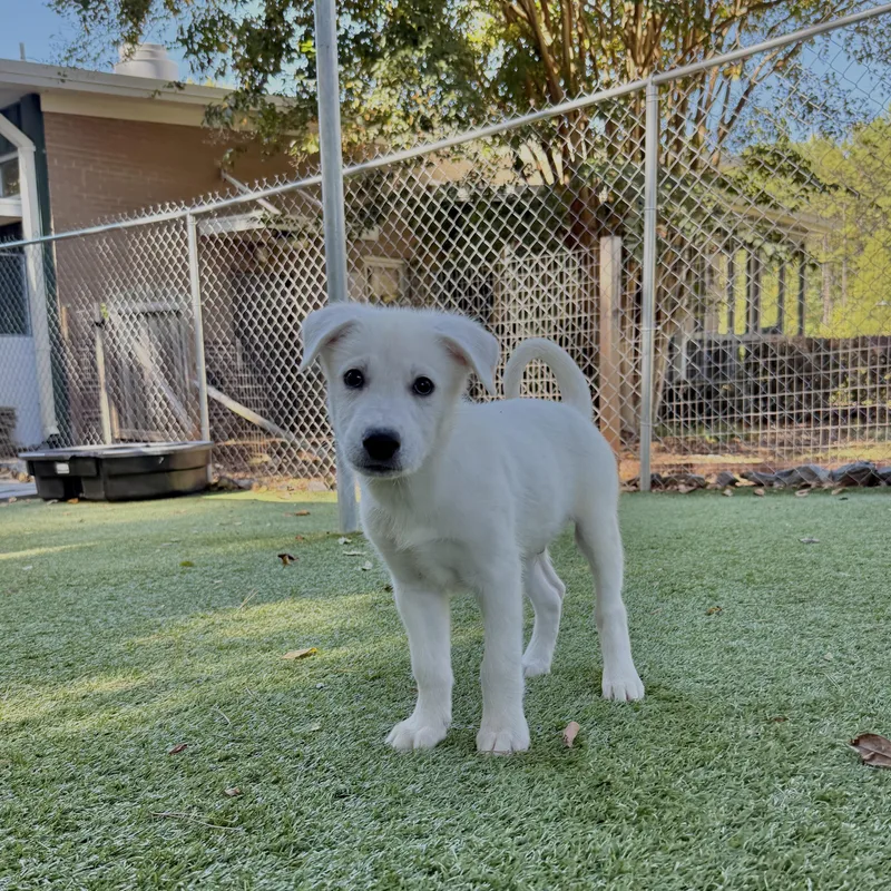 A baby large-sized male Apricot / Beige Husky dog named Stanly for adoption in Salisbury, NC