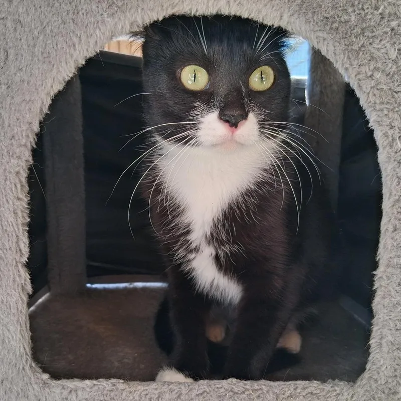 An adult medium-sized female Black Domestic Short Hair cat named Lola for adoption in Middlebury, VT