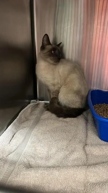 An adult medium-sized female Domestic Short Hair cat named Unknown for adoption in Burgaw, NC