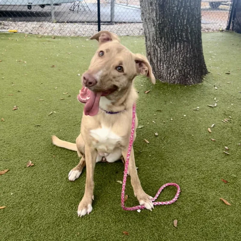 A young medium-sized female Yellow / Tan / Blond / Fawn Mixed Breed dog named Reeses for adoption in Sarasota, FL