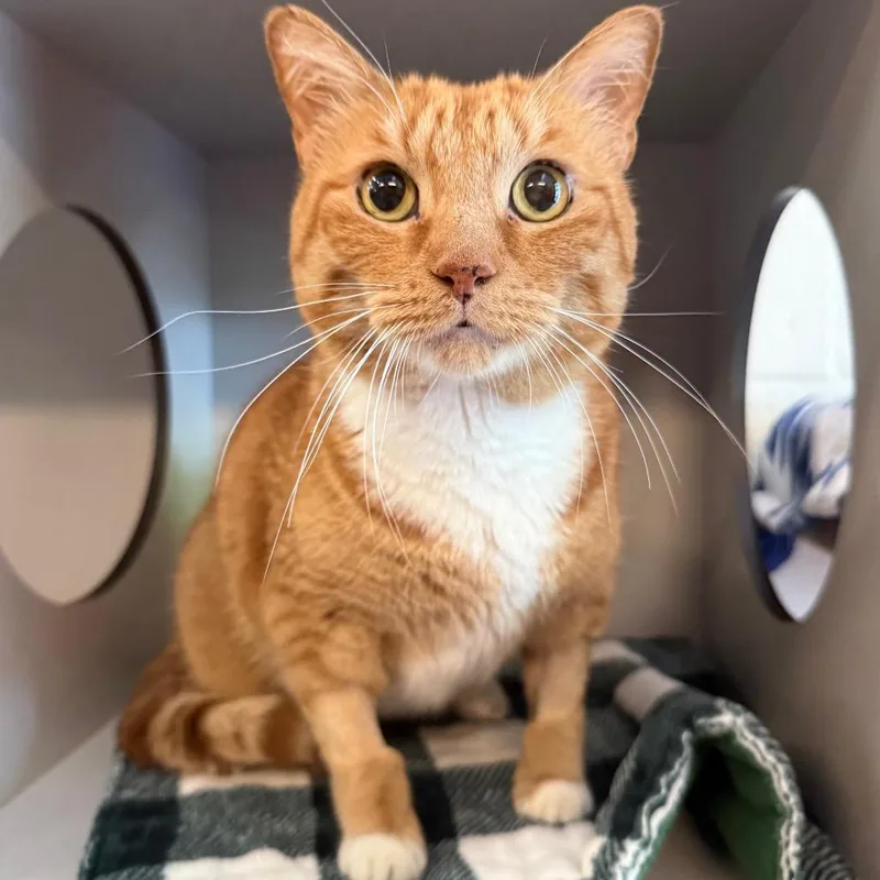 An adult large-sized male Orange / Red Domestic Short Hair cat named Oliver for adoption in Sarasota, FL