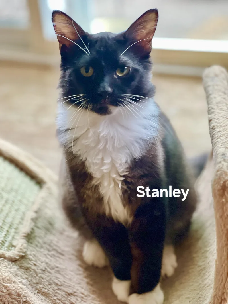 A baby medium-sized male Domestic Short Hair cat named Stanley for adoption in Antioch, CA