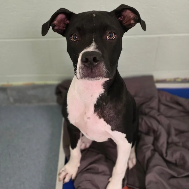 A baby medium-sized male Black Mixed Breed dog named Ralphie for adoption in East Hanover, NJ