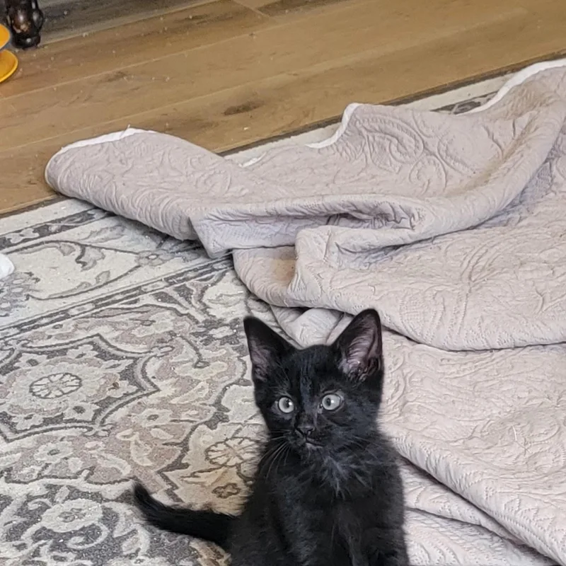 A baby medium-sized male Black Domestic Short Hair cat named Jelly Roll for adoption in Wyandotte, MI