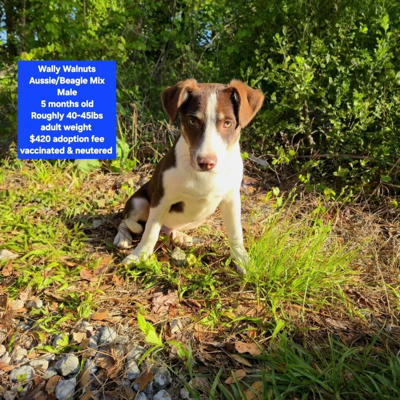 A baby medium-sized male Australian Shepherd dog named Wally Walnuts for adoption in Oviedo, FL