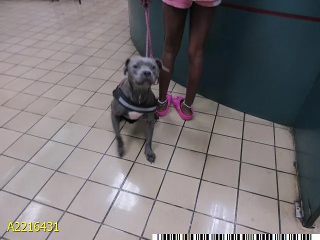 A young small-sized male Mixed Breed dog named Odin for adoption in West Palm Beach, FL
