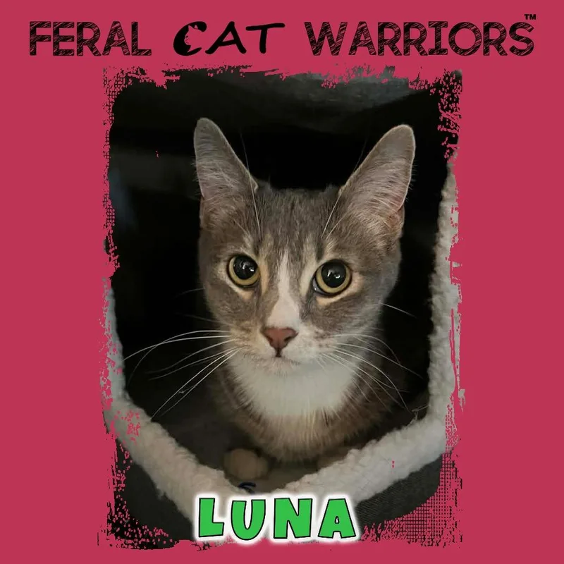 An adult small-sized female Gray / Blue / Silver Domestic Short Hair cat named Luna [melinda] for adoption in Kingman, AZ