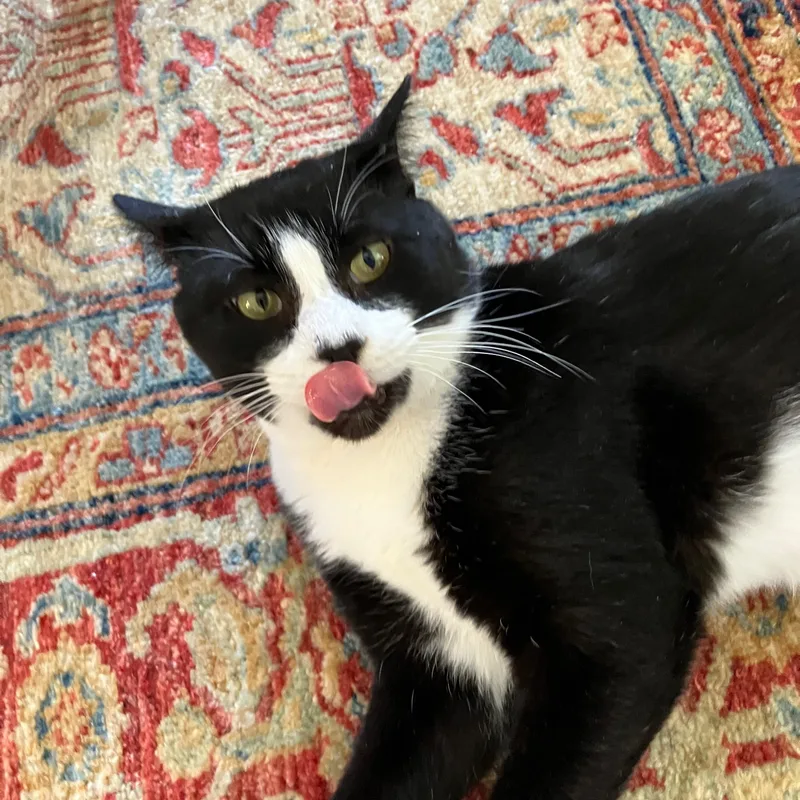 An adult medium-sized male Black & White / Tuxedo Domestic Short Hair cat named Hubert Jones for adoption in Fort Oglethorpe, GA