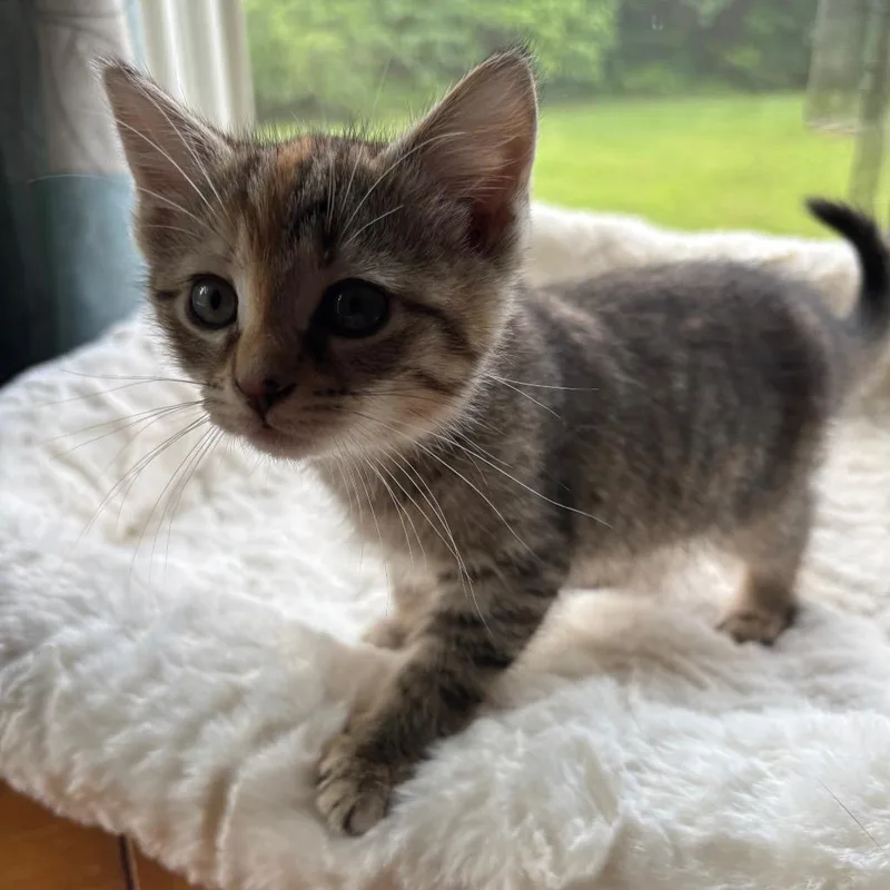 A baby small-sized female Brown / Chocolate Domestic Short Hair cat named Maple In Spring Grove for adoption in Alexandria, VA