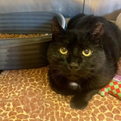 An adult small-sized male Black Domestic Short Hair cat named Gerry Blu for adoption in Chehalis, WA