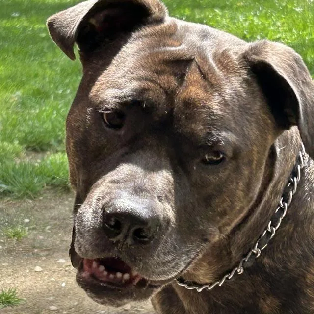 An adult extra large-sized female Brindle Bullmastiff dog named Lucia  Mass. Bridgewater for adoption in Templeton, MA