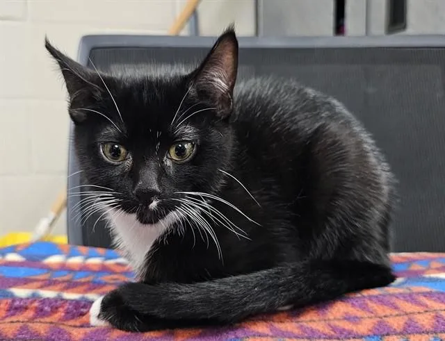 A young medium-sized male Domestic Short Hair cat named Oliver for adoption in Pasadena, TX