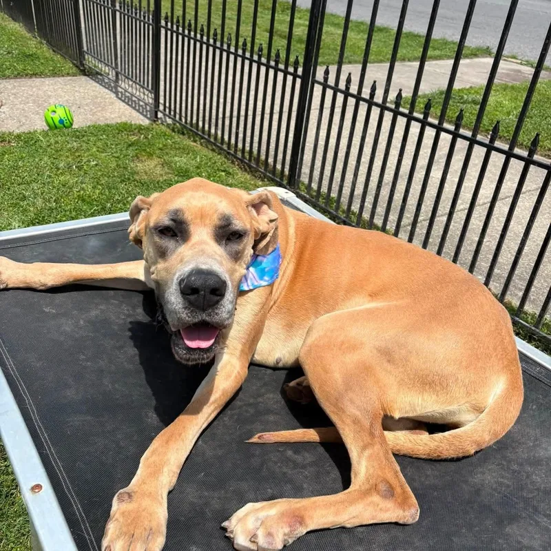 A young extra large-sized female Great Dane dog named Dixie for adoption in Shinnston, WV