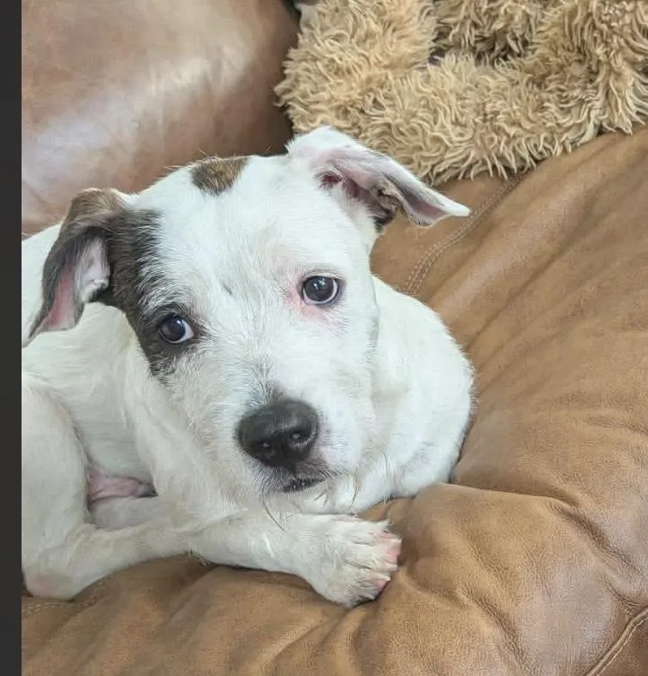 A baby medium-sized male Tricolor (Brown, Black, & White) Jack Russell Terrier dog named Jack Jack for adoption in Poplar Grove, IL