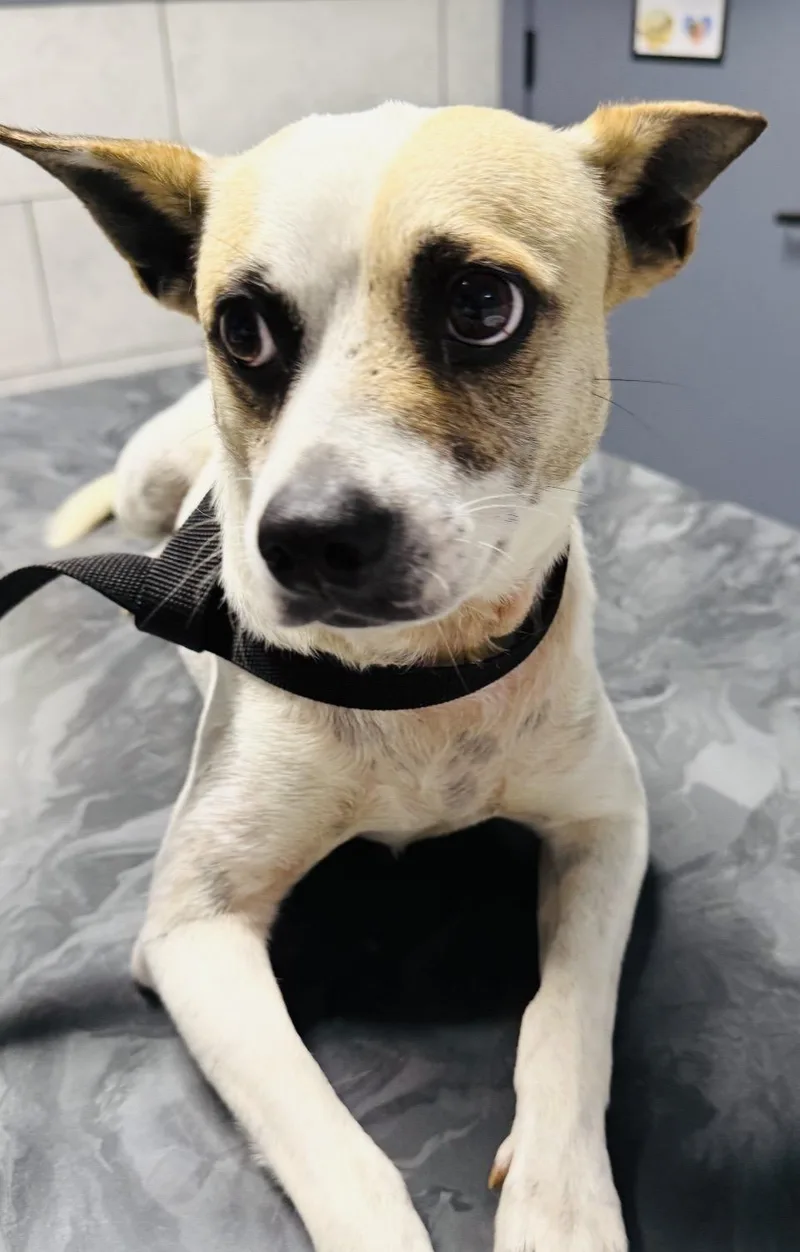 A young small-sized male Chihuahua dog named Oliver for adoption in Boston, MA