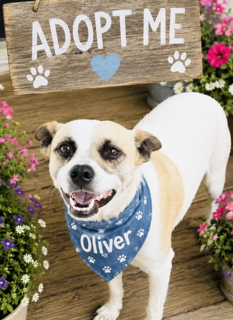 Oliver thumbnail 4