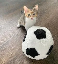 Mia