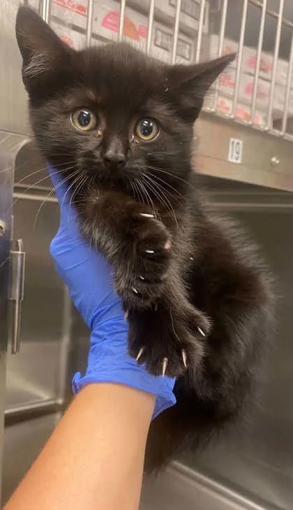 A baby small-sized male Domestic Medium Hair cat named Maverick for adoption in Bowling Green, KY