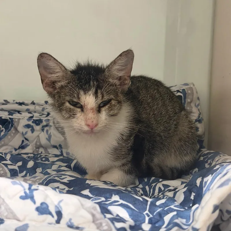 A baby small-sized female Brown / Chocolate Domestic Short Hair cat named Strawberry for adoption in League City, TX