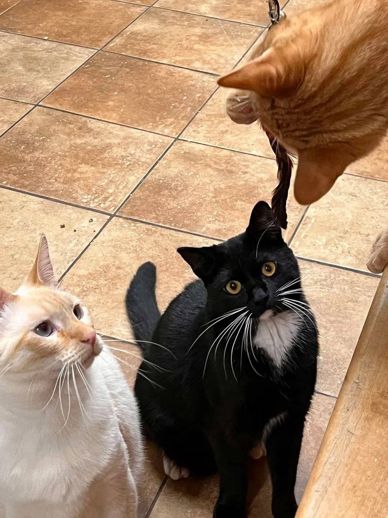 A young large-sized male Black & White / Tuxedo Domestic Short Hair cat named Sergeant William "buck" Spivey for adoption in HEMET, CA
