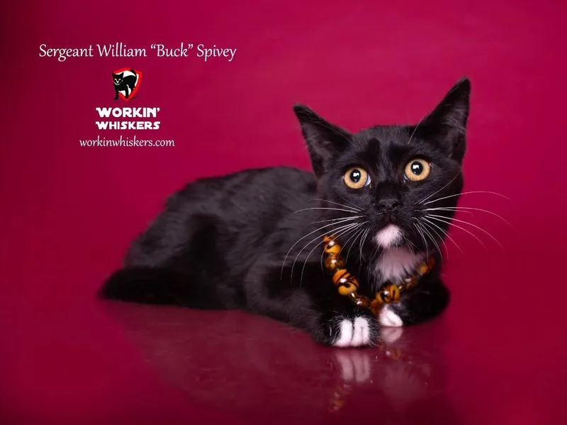 Sergeant William "buck" Spivey thumbnail 2