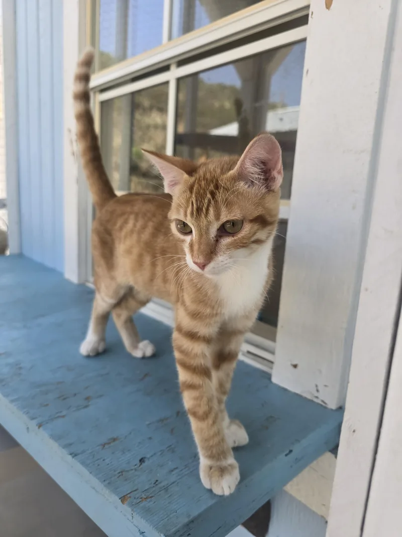 A baby small-sized male Orange & White Domestic Short Hair cat named Junior for adoption in Globe, AZ