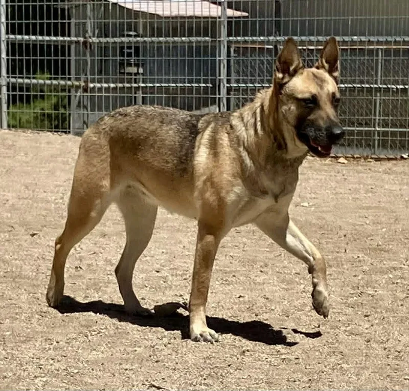 An adult large-sized female Belgian Shepherd / Malinois dog named Quita for adoption in Vancouver, WA