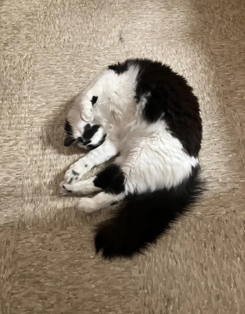 An adult medium-sized male Black & White / Tuxedo Domestic Medium Hair cat named Teddy for adoption in Canton, MA