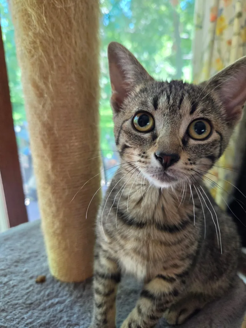 A baby medium-sized female Tabby (Brown / Chocolate) Domestic Short Hair cat named Timmy Timber for adoption in Mokena, IL