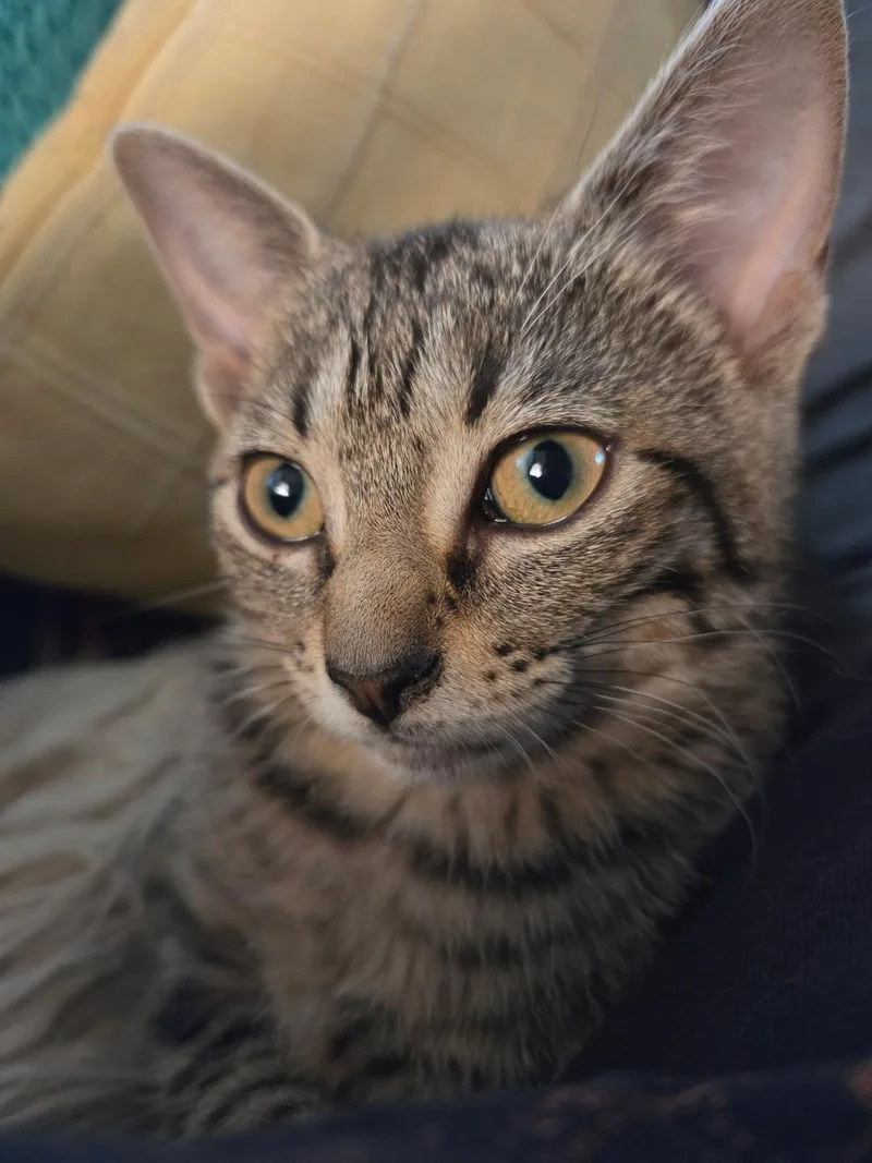Timmy Timber thumbnail 2